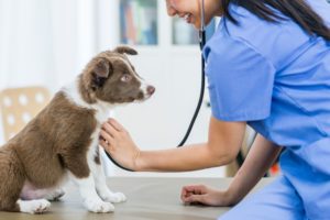 A brown and white puppy sits on a table as a veterinarian checks its heartbeat