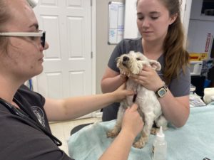 A small white dog is being examined by two veterinary staff