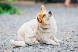 A cute, fluffy dog scratches its ear while sitting on gravel