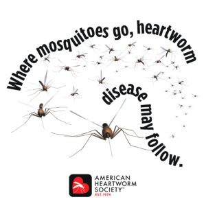 Where mosquitoes go, heartworm disease may follow