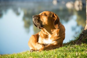 A brown dog lounges on green grass near a serene lake
