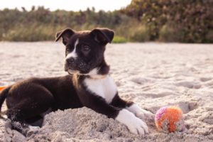 A black and white puppy lounging on sandy beach