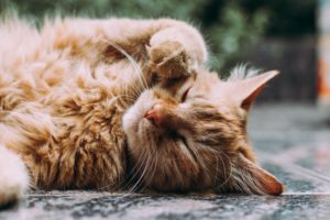 A sleepy orange cat curls up on a tiled floor