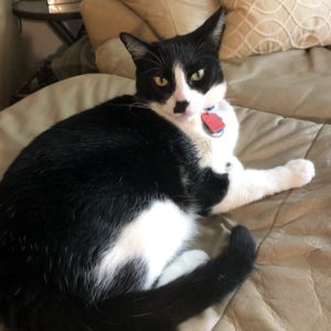 A black and white cat lies comfortably on a leather couch