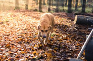 A light-colored dog walks through a forest covered in autumn leaves