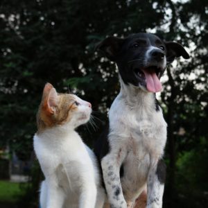 A playful black dog with a tongue out sits next to a cat