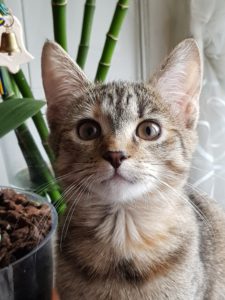 A curious kitten with striped fur and bright eyes