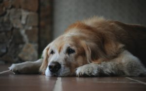 A golden retriever lies on a tiled floor