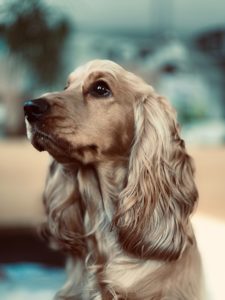 A close-up of a golden Cocker Spaniel with wavy fur