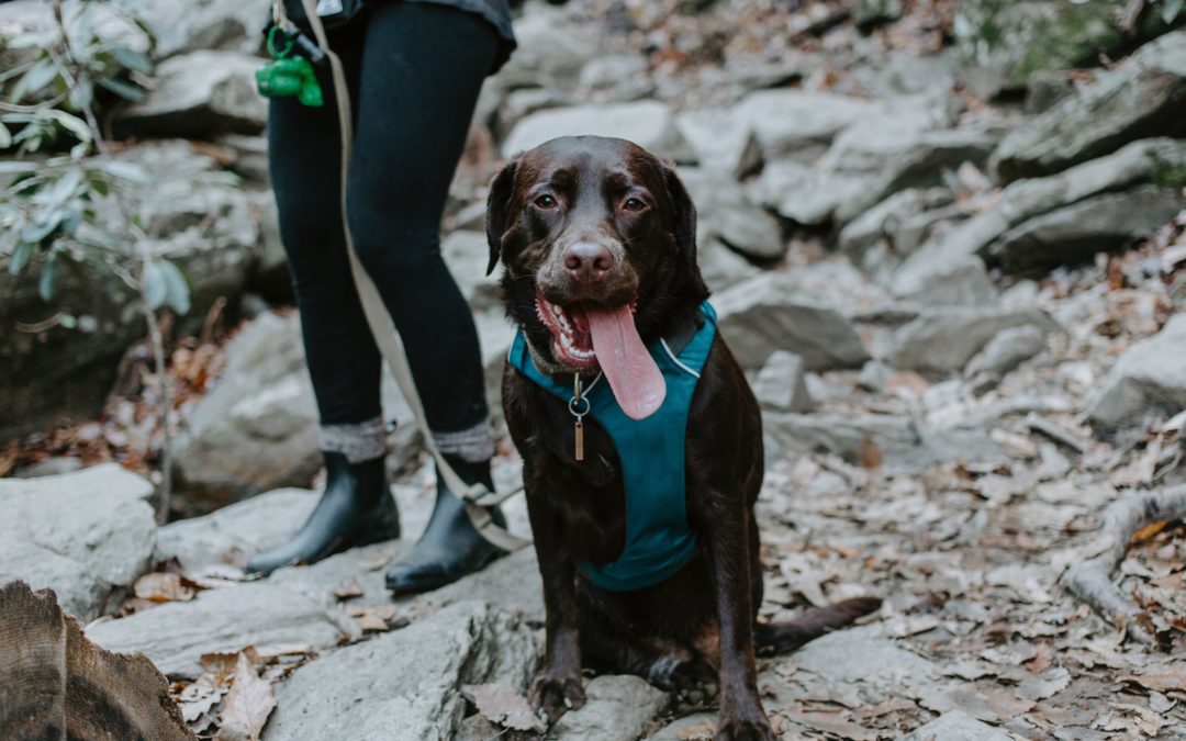 Hit the trails with your dog
