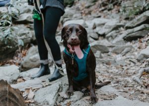 A woman walking her dog along a scenic trail surrounded by trees and nature