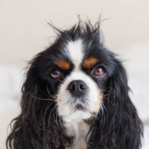 A close-up image of a long-haired dog
