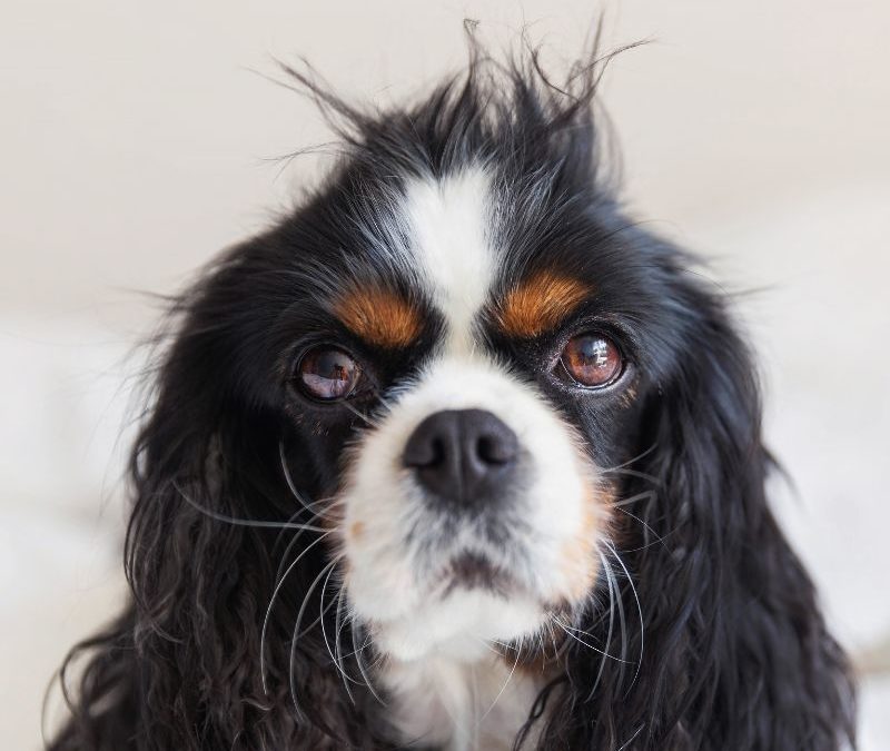 How would your pet look like with a mullet?