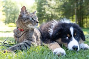 A tabby cat sits beside a black and white puppy