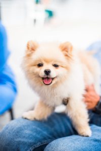 A fluffy, light-colored dog sits on a person's lap