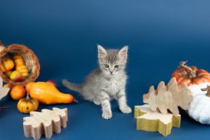 A gray tabby kitten sits on a blue background with pumpkins and gourds