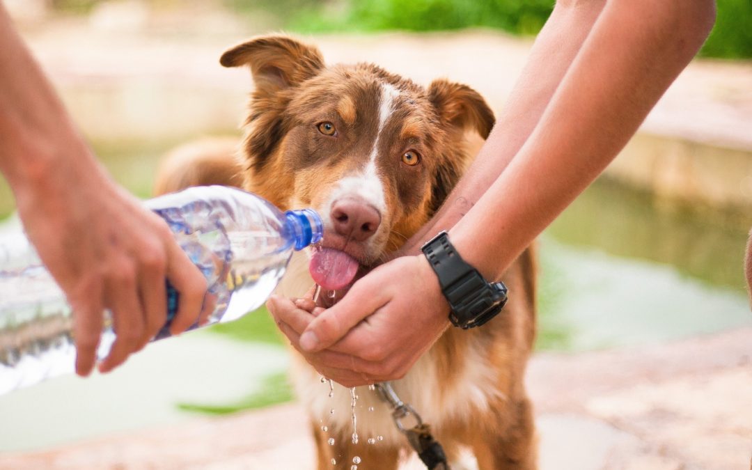 Caring Dog Water