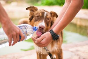 A brown and white dog drinks water from a bottle held by a person