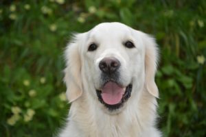 A cheerful golden retriever with a wide smile and bright eyes