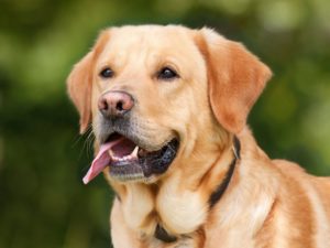 A close-up of a cheerful golden Labrador retriever