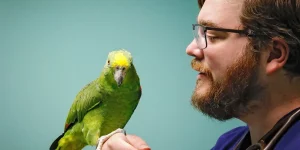 A vibrant green parrot with a yellow crown perches confidently on a Dr. Kirk's hand