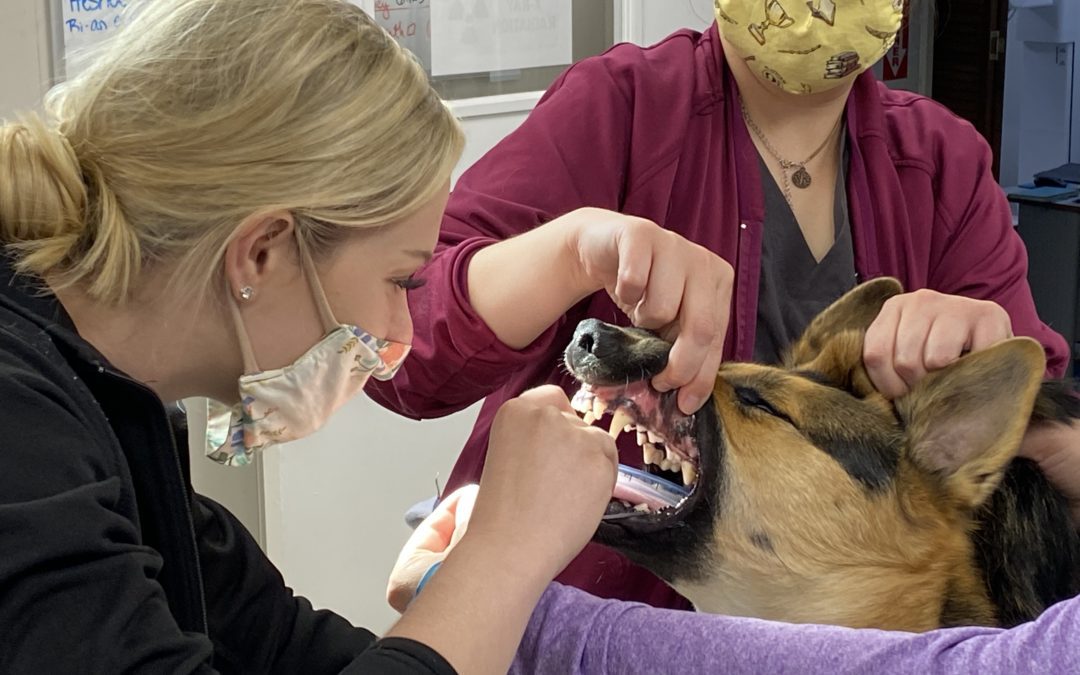 Why Dental Care Is Important For Your Pet