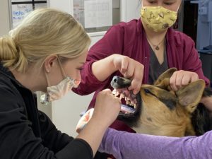 Two veterinarians examine a dog's teeth, one holding its mouth open