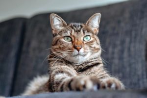 A close-up of a brown tabby cat with striking green eyes