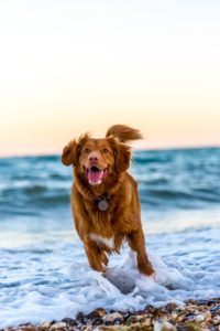 A playful golden retriever stands in the shallow waves of a beach