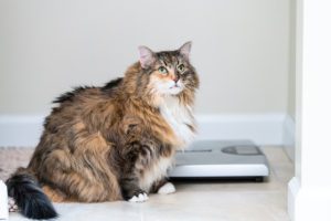 A fluffy, multicolored cat with striking green eyes sits beside a digital scale