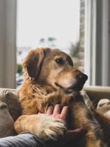 A golden retriever rests contentedly while a person's hand gently pets its chest