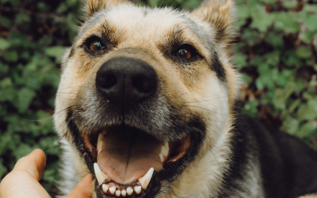 Protecting your pet’s pearly whites