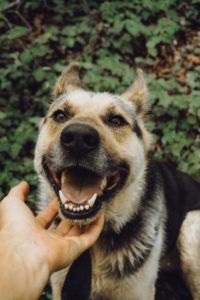 A happy dog sits in a leafy green environment