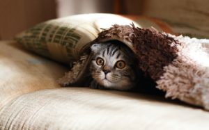A cat with wide eyes peeks from under a cozy brown blanket