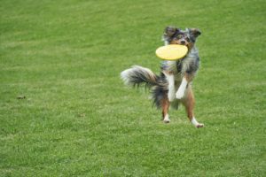A playful dog catching a yellow frisbee in it's mouth.