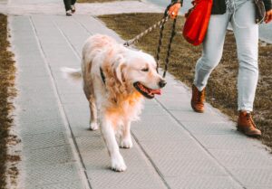 A woman walks her dog along a sidewalk