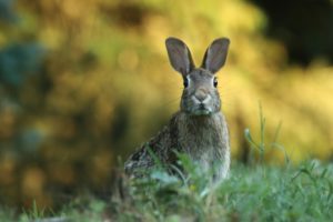 A brown rabbit sits in lush green grass