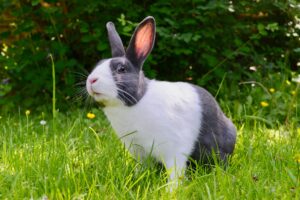 A curious black and white rabbit sits in lush green grass