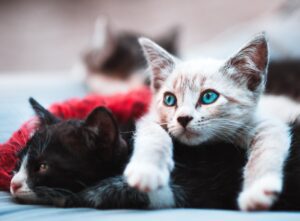 A light-colored kitten with striking blue eyes rests its paws on a black kitten