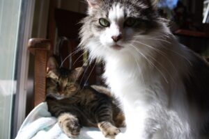 A fluffy white cat with green eyes stares as a tabby relaxes