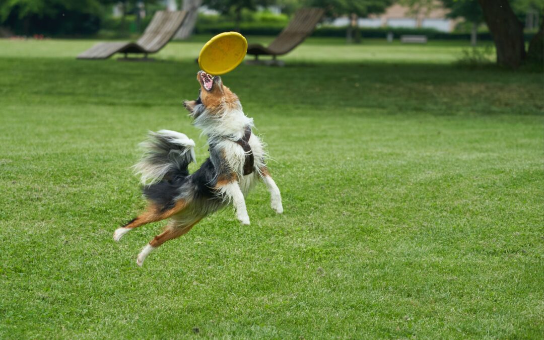 Ep 54  – Canine Flying Disc Sports with Ashton Bemis