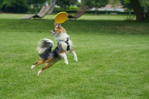 A happy dog leaps in the air to catch a yellow frisbee in a grassy park