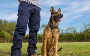 A man stands beside a German Shepherd dog