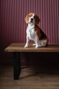 A dog sitting calmly on a wooden bench