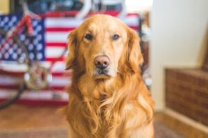 A golden retriever sits proudly in front of an American flag