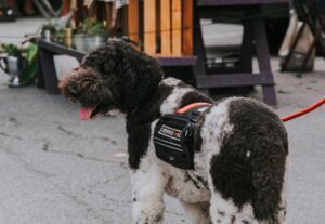 A dog wearing a serivce related black backpack