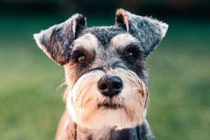 A close-up of a small dog displaying a joyful smile
