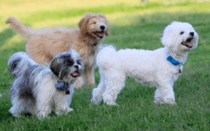 Three dogs standing together on a grassy field