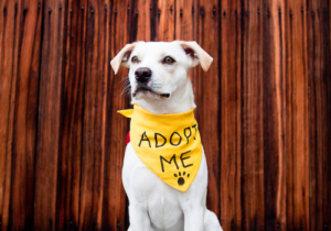 A white dog wearing a yellow bandana