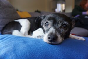 A dog resting comfortably on a soft blue pillow